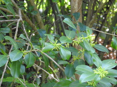 Cestrum citrifolium