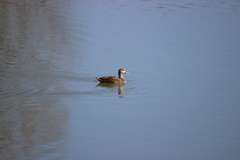 Anas platyrhynchos × fulvigula