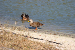 Anas platyrhynchos × fulvigula