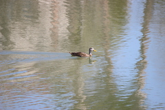 Anas platyrhynchos × fulvigula
