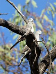 Geopelia placida placida