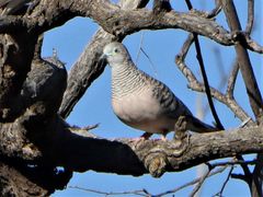 Geopelia placida placida