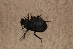 Calosoma planicolle