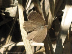 Paryphthimoides poltys