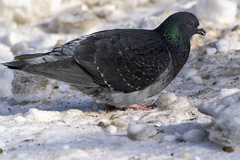 Columba livia domestica
