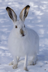 Lepus townsendii