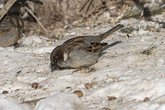 Passer domesticus