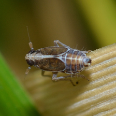 Muellerianella laminalis