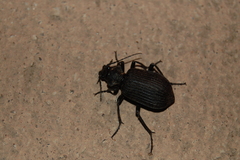 Calosoma planicolle