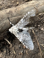 Lepidoptera