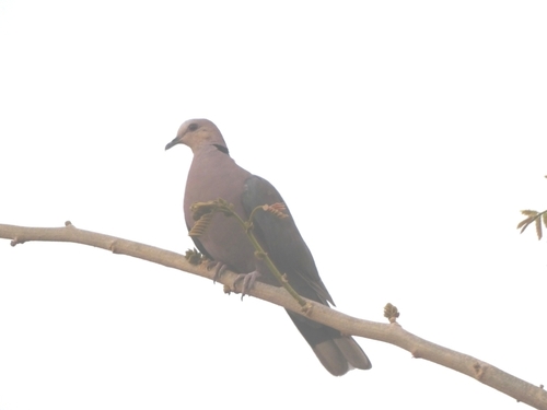 Red-eyed Dove