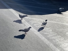 Columba livia domestica