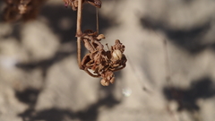 Euphorbia polycarpa
