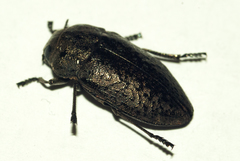 Cyphosoma euphraticum