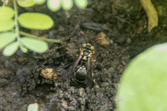 Ammatomus