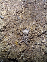 Ischnocolinae