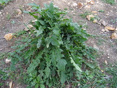 Mantisalca salmantica