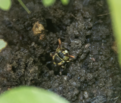 Ammatomus