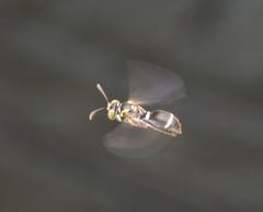 Ammatomus