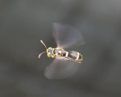 Ammatomus