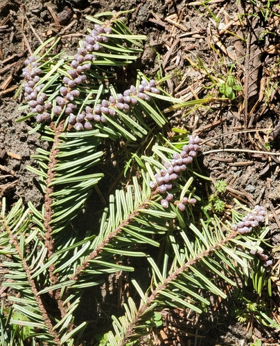 Grand fir (Abies grandis)