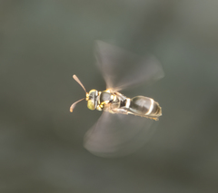 Ammatomus
