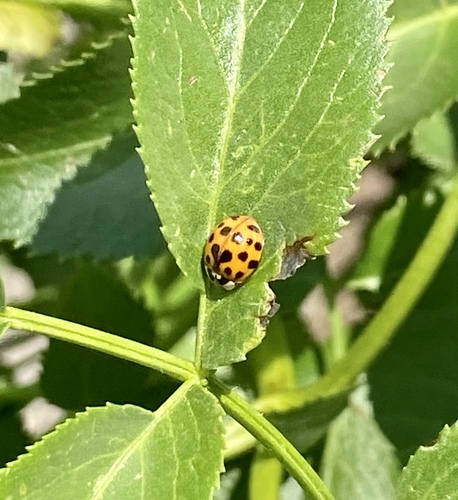 iNaturalist observation photo of Asian Lady Beetle