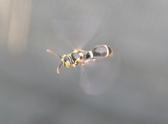 Ammatomus