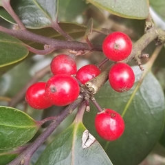 Ilex × altaclerensis