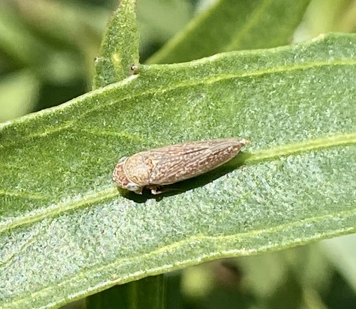 iNaturalist observation photo of Willow Leafhopper