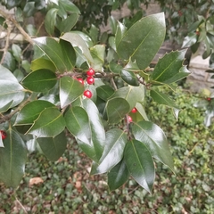 Ilex × altaclerensis