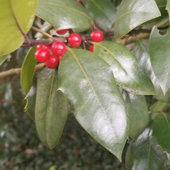 Ilex × altaclerensis