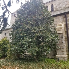 Ilex × altaclerensis