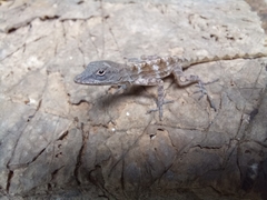 Anolis mestrei