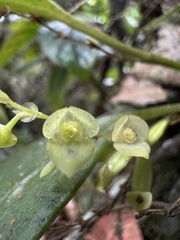 Stelis parvilabris
