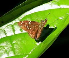 Celaenorrhinus astrigera