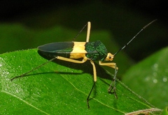 Paryphes