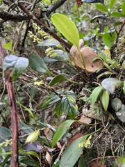 Stelis parvilabris