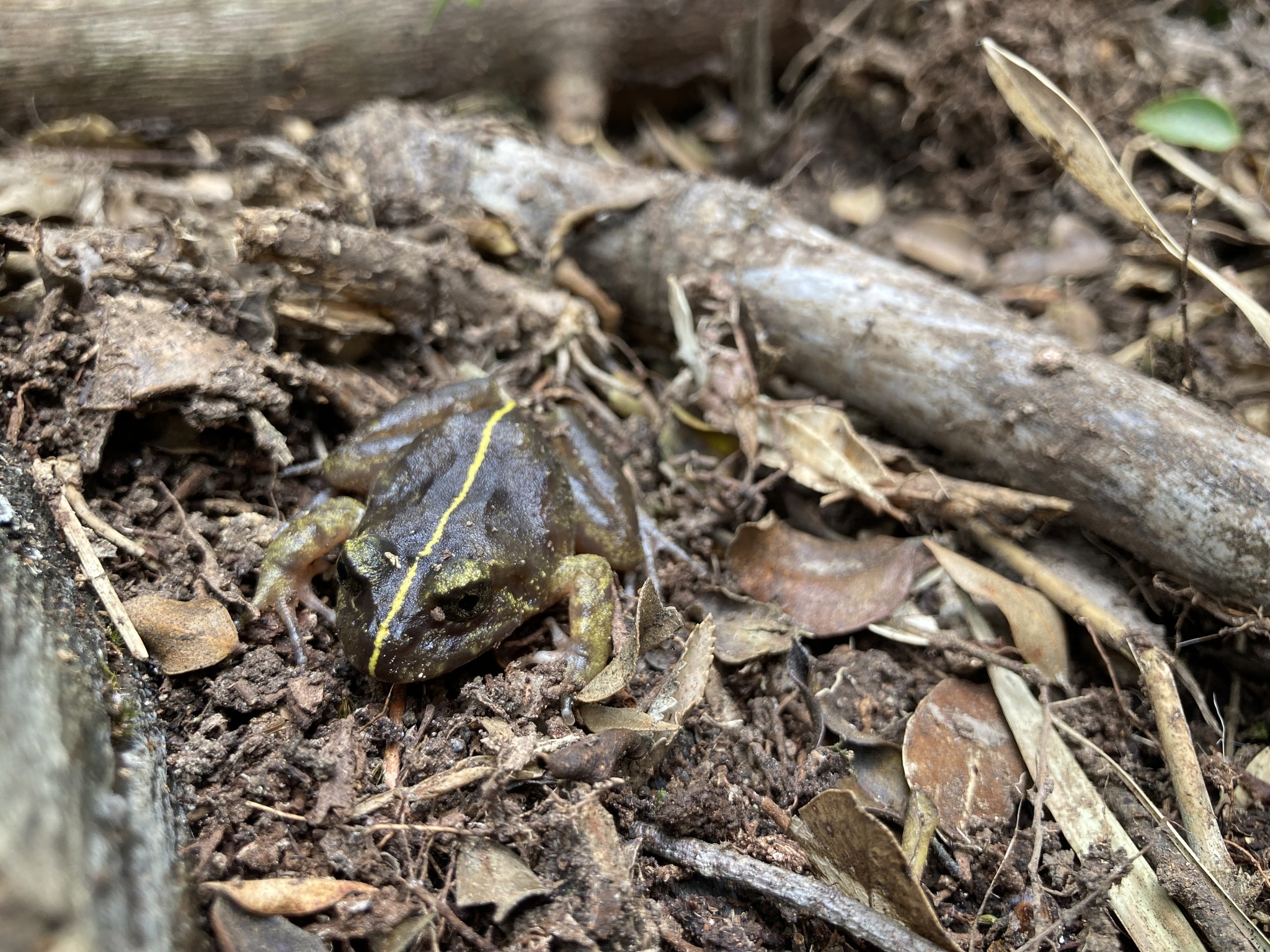 Eupsophus emiliopugini Formas, 1989
