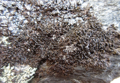 Montanelia sorediata