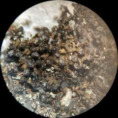 Montanelia sorediata