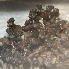 Montanelia sorediata