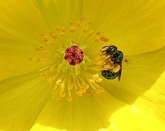 Ceratina cyaniventris