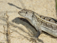 Liolaemus wiegmannii