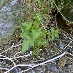 Pleurocoronis pluriseta