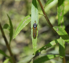 Oncometopia rufipennis