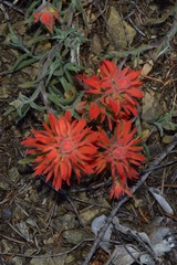 Castilleja pruinosa