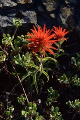 Castilleja pruinosa
