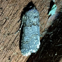 Sympistis perscripta