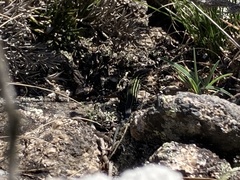 Contomastix lacertoides